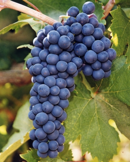 zindandel grapes - Your Own Winery