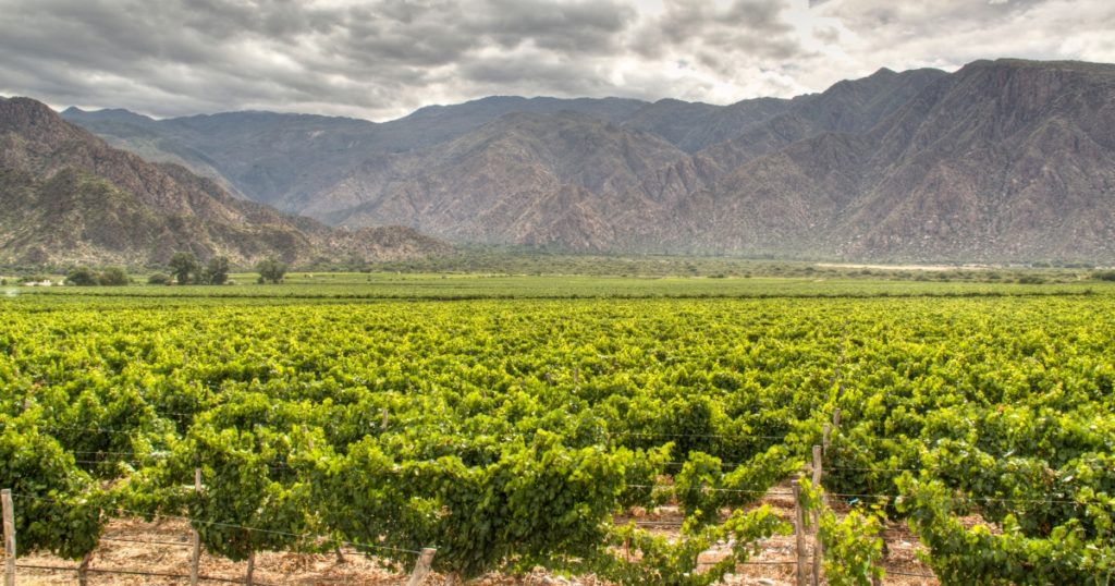 image of Argentina vineyards Andes mountains in background, source of grapes for your own winery argentine trio white wine blend
