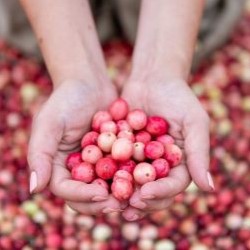 image of white cranberries for fruit flavored wines from your own winery